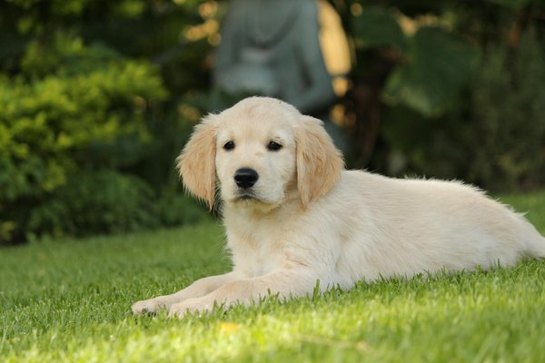 Pourquoi adopter un golden retriever pour votre famille