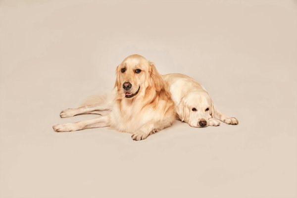 Tout ce qu'il faut savoir sur le golden retriever en famille
