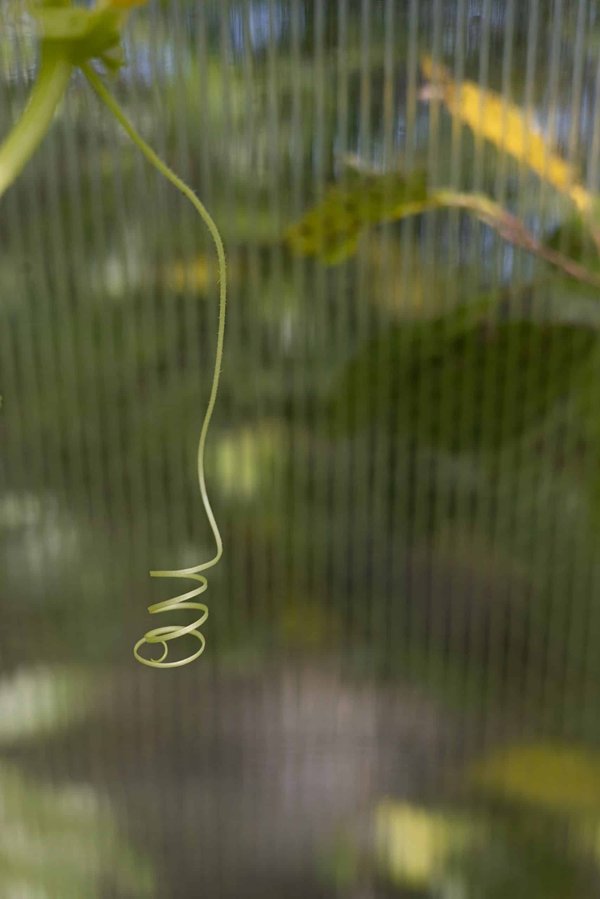 Quelles sont les adaptations des animaux vivant dans les régions polaires ?