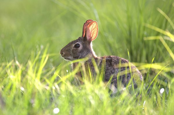 Larges choix de friandises saines pour lapin: un festin équilibré
