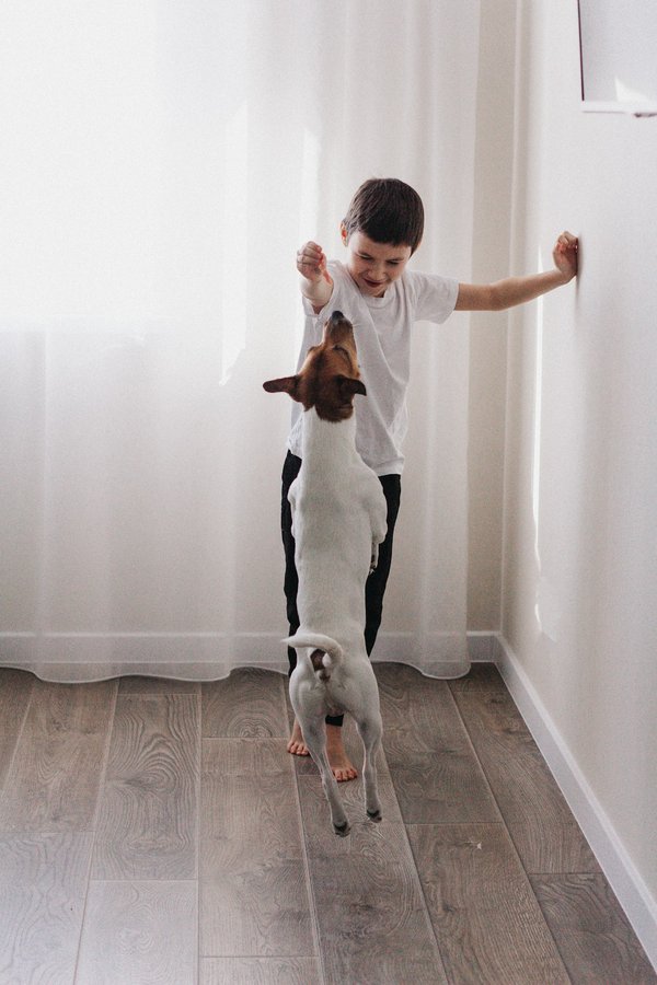 Apprendre à son chien à lutter contre la solitude avec des jeux d'occupation pour chien