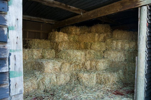 Foin de crau aop : qualité et nutrition pour vos lapins