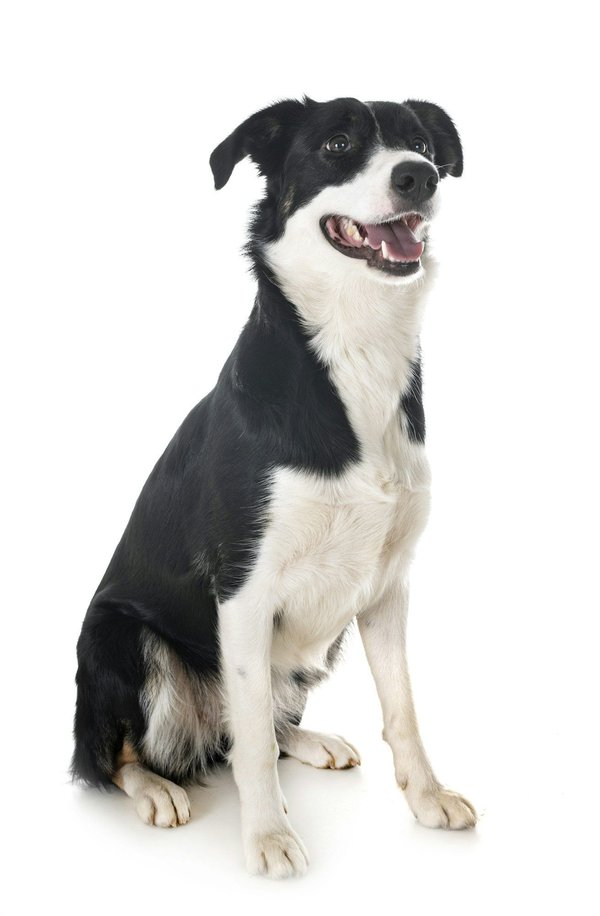 Découvrez le collier pour chien idéal en biothane durable