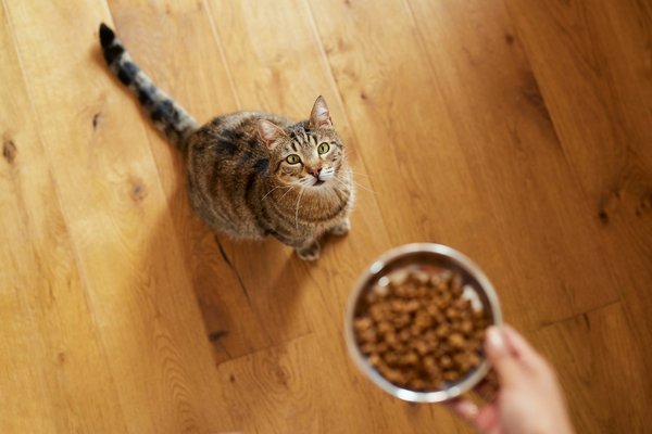 Les meilleures croquettes chat : santé et personnalisation au menu