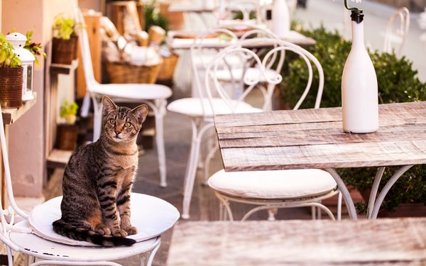 Mon chat ne mange plus : Pourquoi et que faire face à une baisse d'appétit ?